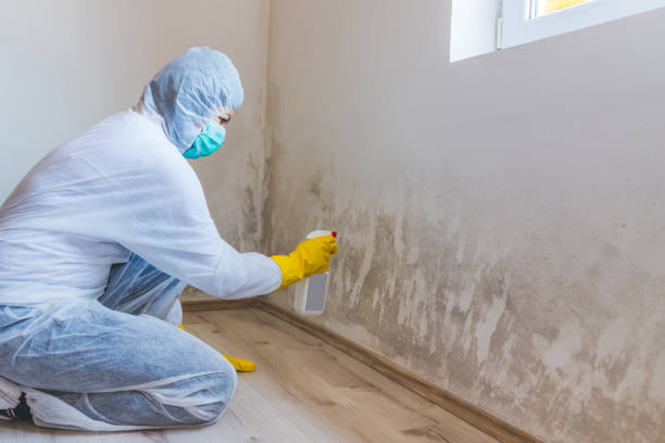 Licensed Mold Remediation service in Oldtown, MD - WQB Mold Removal